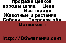 продажа ценков породы шпиц  › Цена ­ 35 000 - Все города Животные и растения » Собаки   . Тверская обл.,Осташков г.